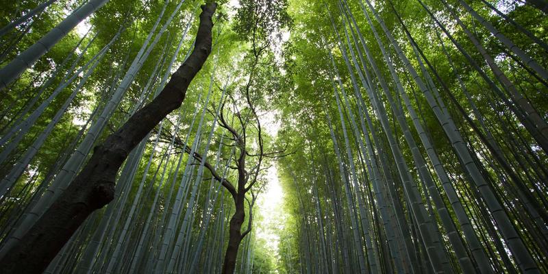 创业孵化中的导师指导:如何为初创企业插上成功的翅膀