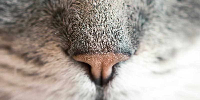 风险投资与导师指导：创业孵化2.0时代的双引擎驱动